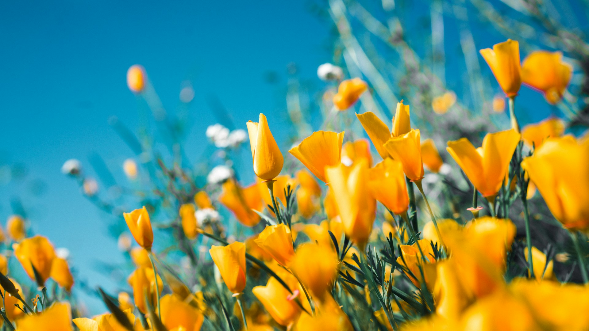Spring Refresh Sale 2025